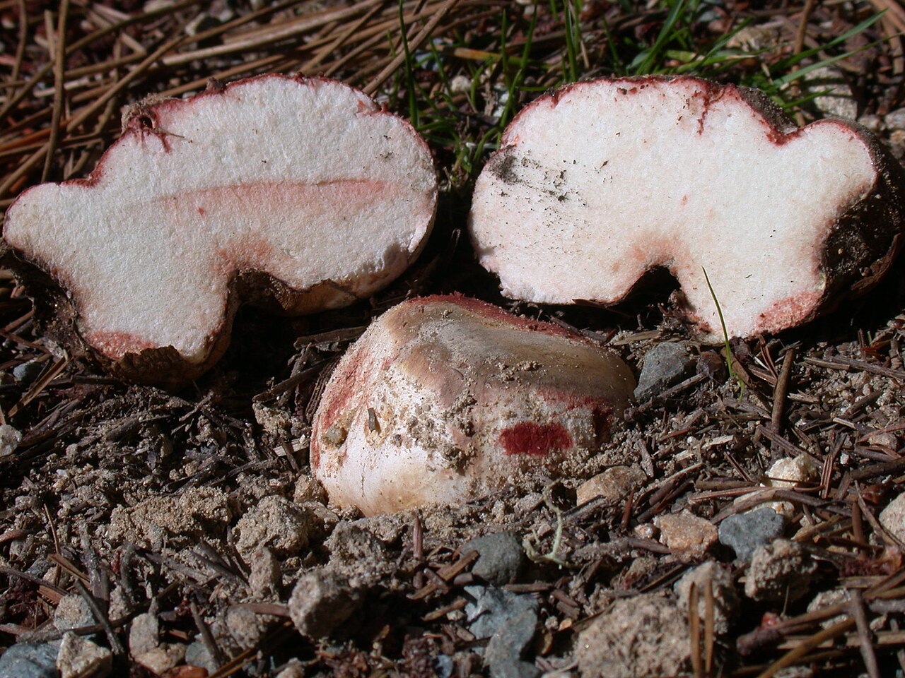 Truffles cut open on the forest floor