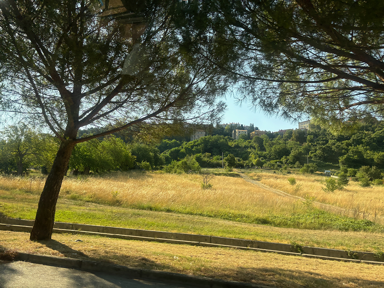 Dry grassland with a lone tree beside a path near Labin